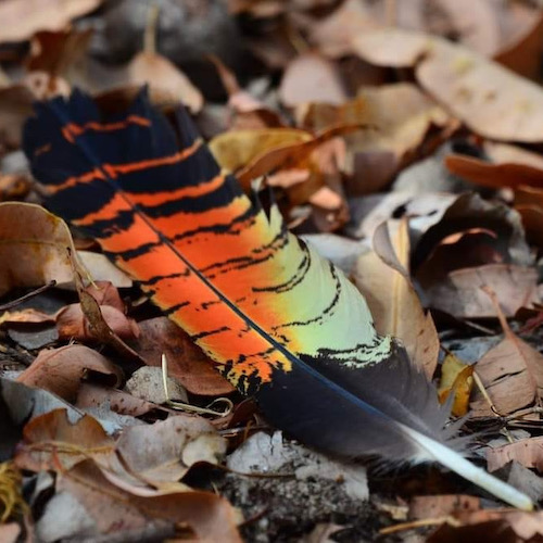 Forest red-tail feather on forest floor