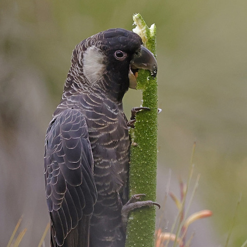 Cockatoo on a Balga flower spike