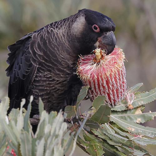 Cockatoo munchin a Banksia flower