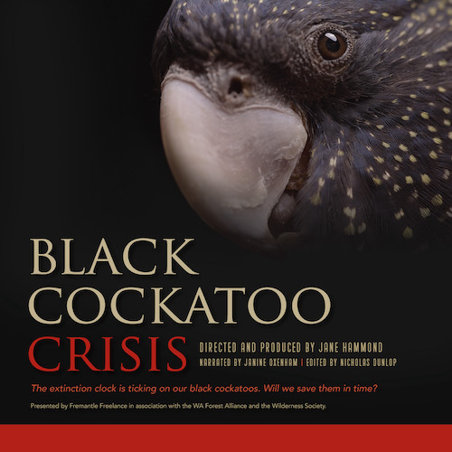 Face of Black Cockatoo and text 'Black Cockatoo Crisis.'