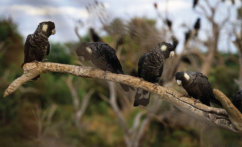 Closeup of four Ngolyenoks sitting on a dead branch