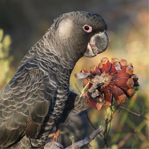 Cockatoo eating a pine cone