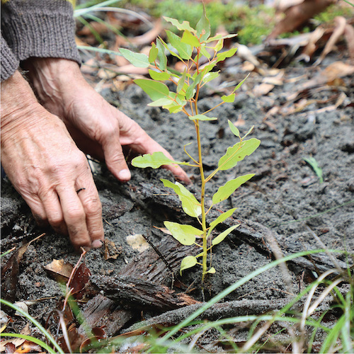 Planting a seedling