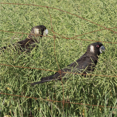 Two Ngolaks in a field