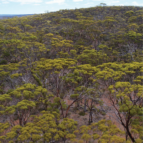 Aerial view of Wheatbelt woodlands