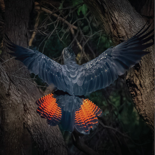 Red Cockatoo flaring it's tail feathers