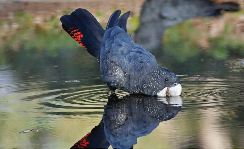 Karak drinking from a pool with reflection