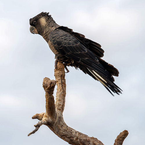 Black cockatoo on a dead branch